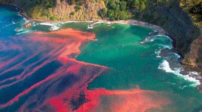 Cá chết hàng loạt ảnh 3 Ca chet hang loat anh 3