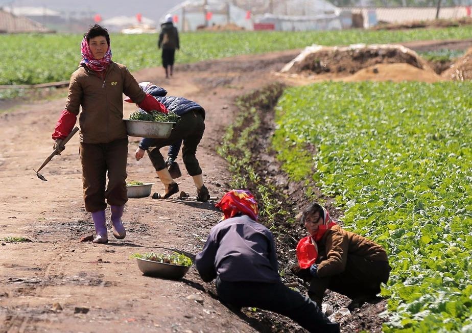 Lam nong o Trieu Tien hinh anh