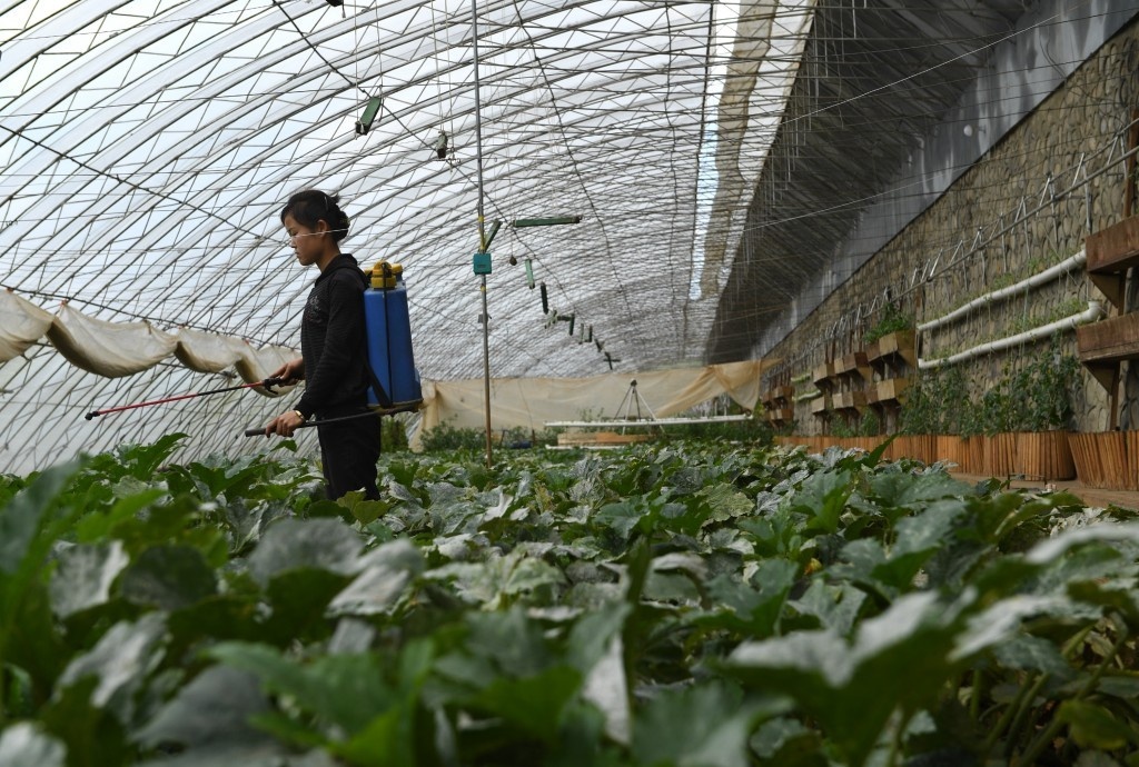 nông dân Triều Tiên ảnh 8 nong dan Trieu Tien anh 8