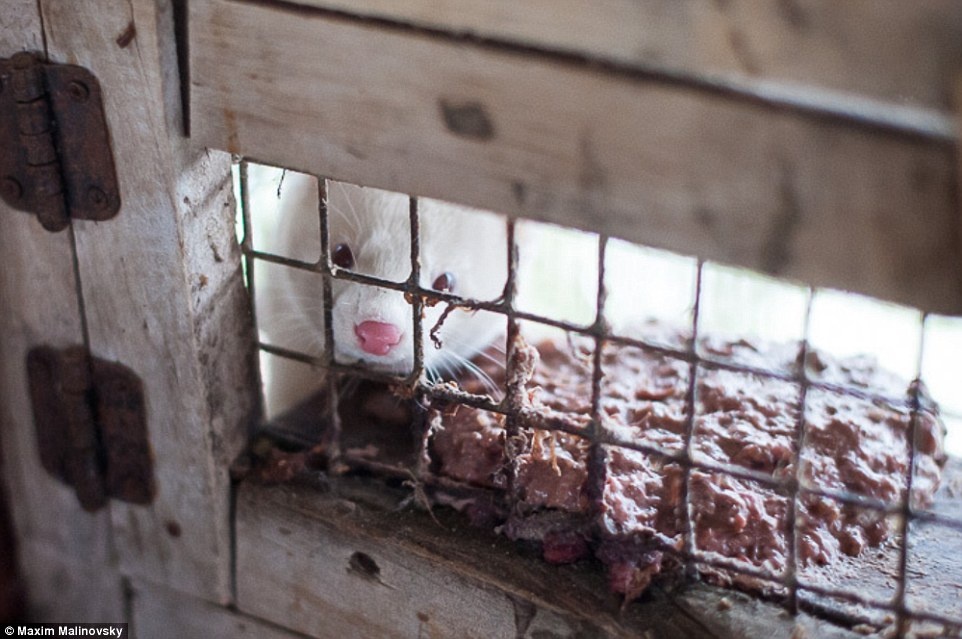 lột da động vật ảnh 2 lot da dong vat anh 2