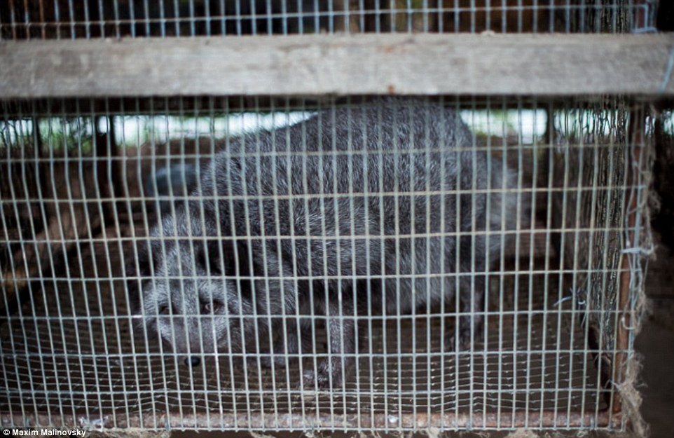 lột da động vật ảnh 5 lot da dong vat anh 5