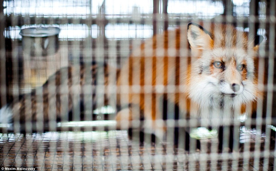 lột da động vật ảnh 6 lot da dong vat anh 6