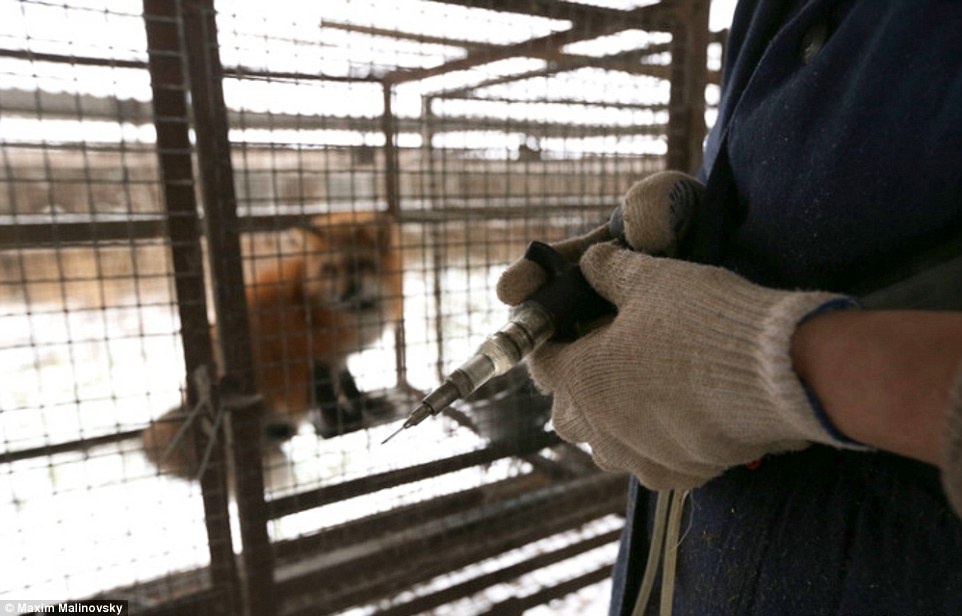 lột da động vật ảnh 7 lot da dong vat anh 7