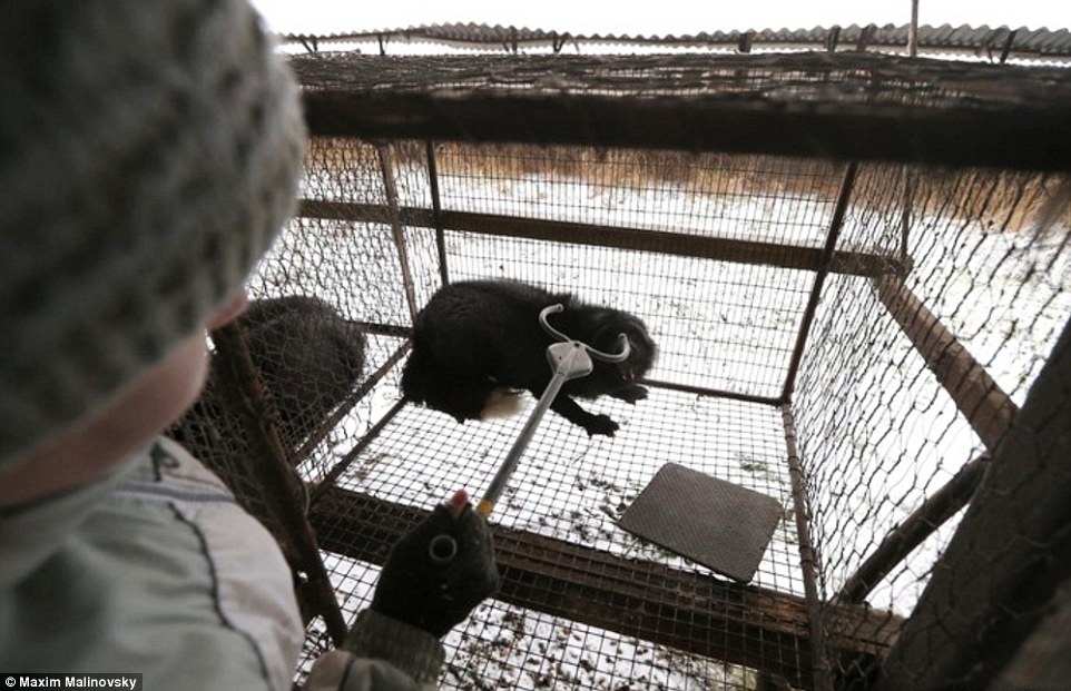 lột da động vật ảnh 8 lot da dong vat anh 8