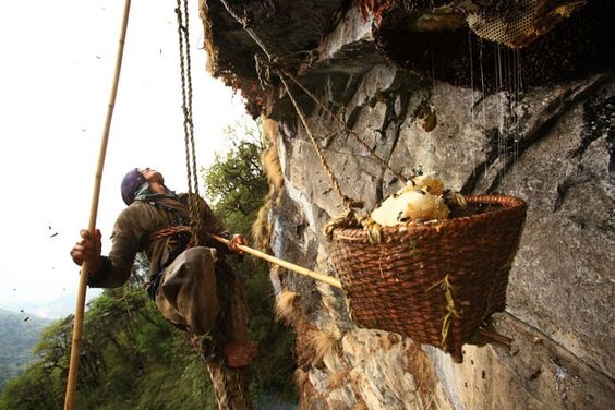 san mat ong tren vach nui dung dung anh 7
