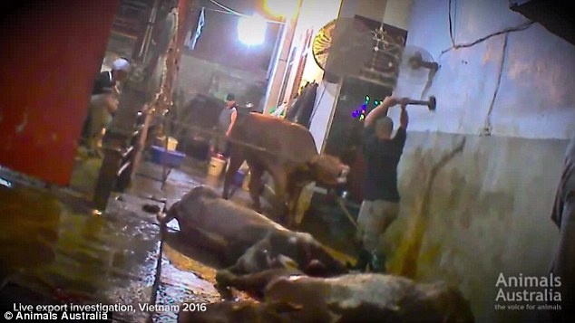 Australia han che xuat bo sang VN vi canh giet mo tan bao hinh anh