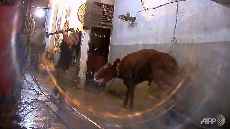 Canh giet bo Australia o Viet Nam bi phan ung vi qua tan bao hinh anh