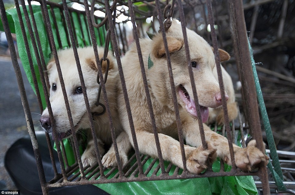 le hoi thit cho Trung Quoc anh 3