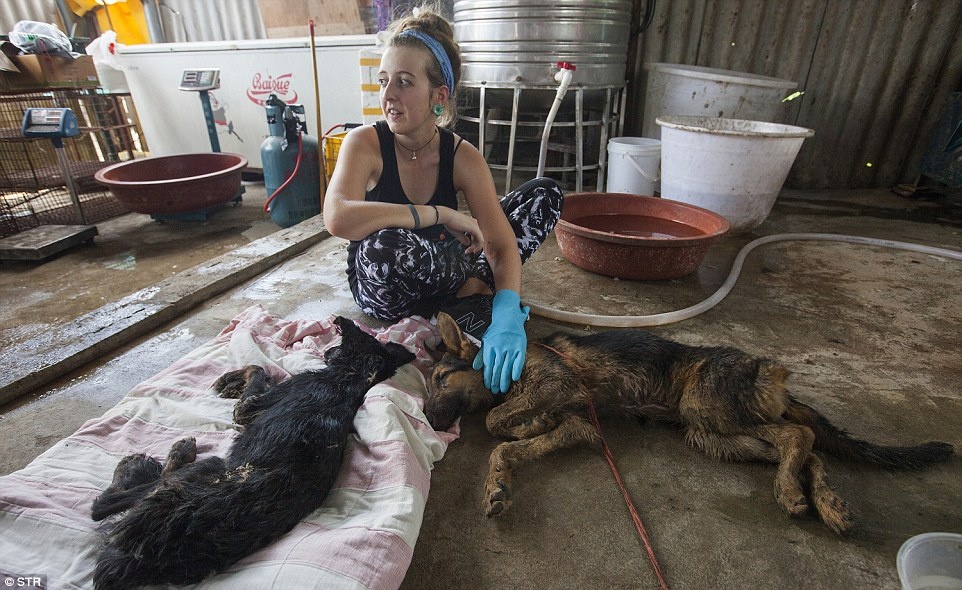 Cuu 1.000 con cho chuan bi len ban nhau o Trung Quoc hinh anh