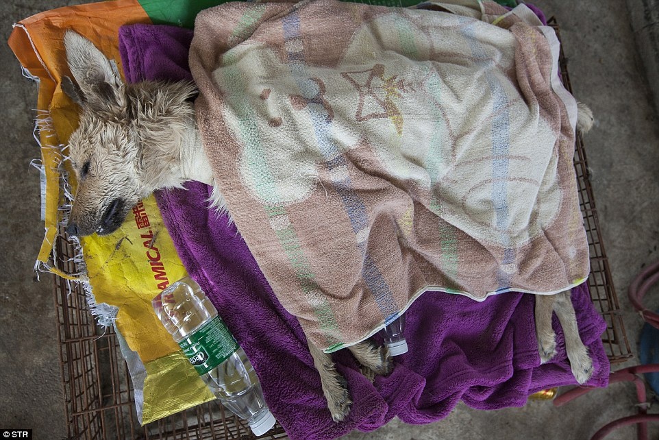 le hoi thit cho Trung Quoc anh 7