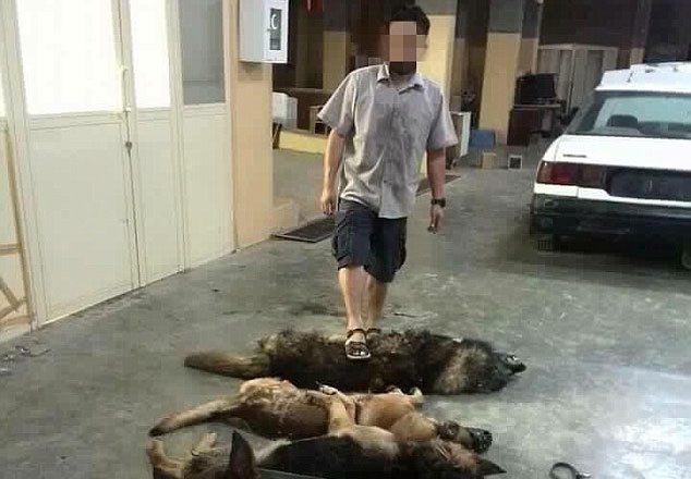 Hang chuc con cho bi giet sau nhiem vu phat hien bom hinh anh