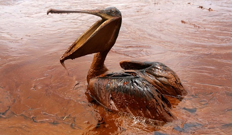 Cac tap doan dieu dung, het duong ton tai vi gay o nhiem hinh anh