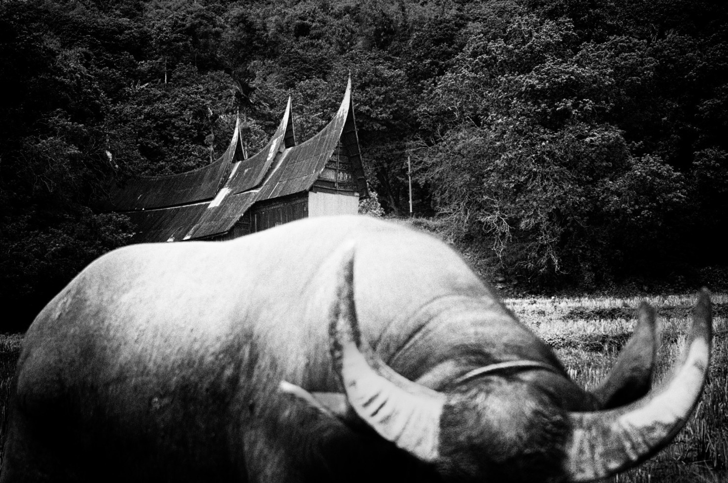 xa hoi mau he lon nhat the gioi anh 4