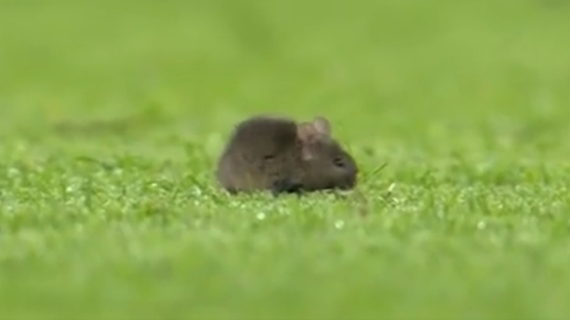 Hinh anh gay sot Etihad anh 1