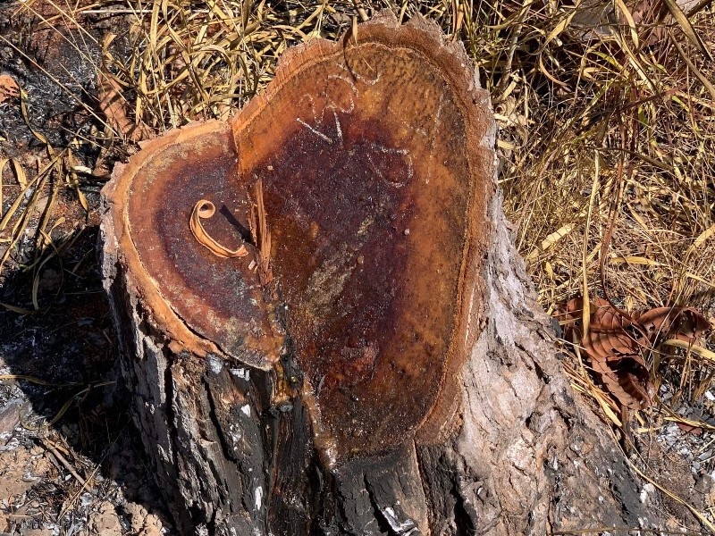 Dieu tra nhom doi tuong pha rung quy mo lon vao dem giao thua hinh anh