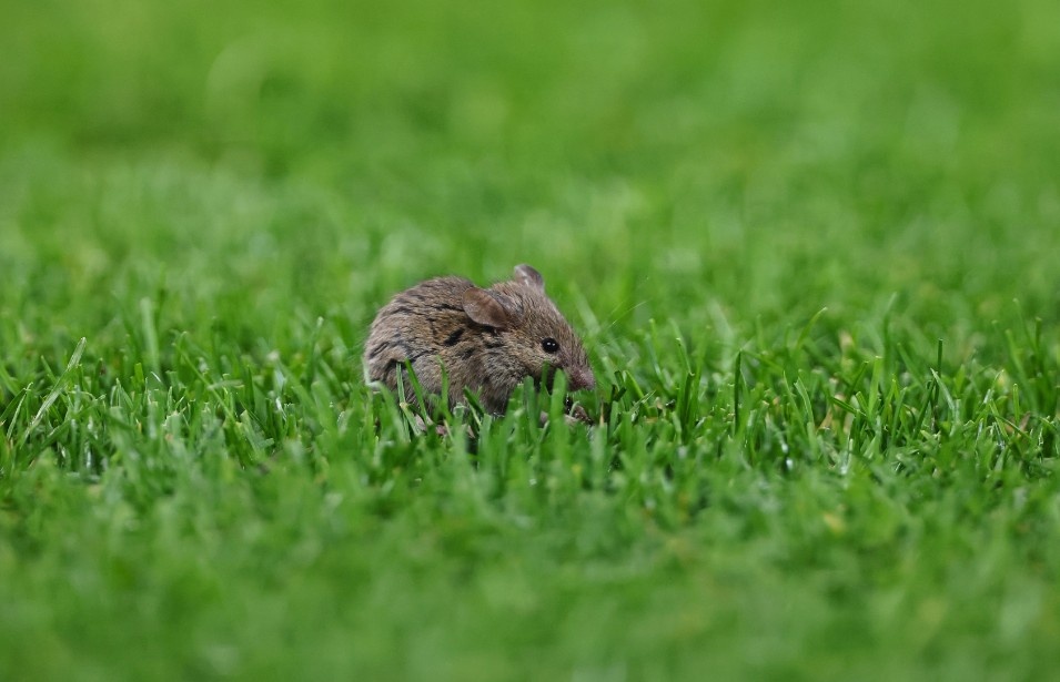 Chuot hoanh hanh o Old Trafford hinh anh
