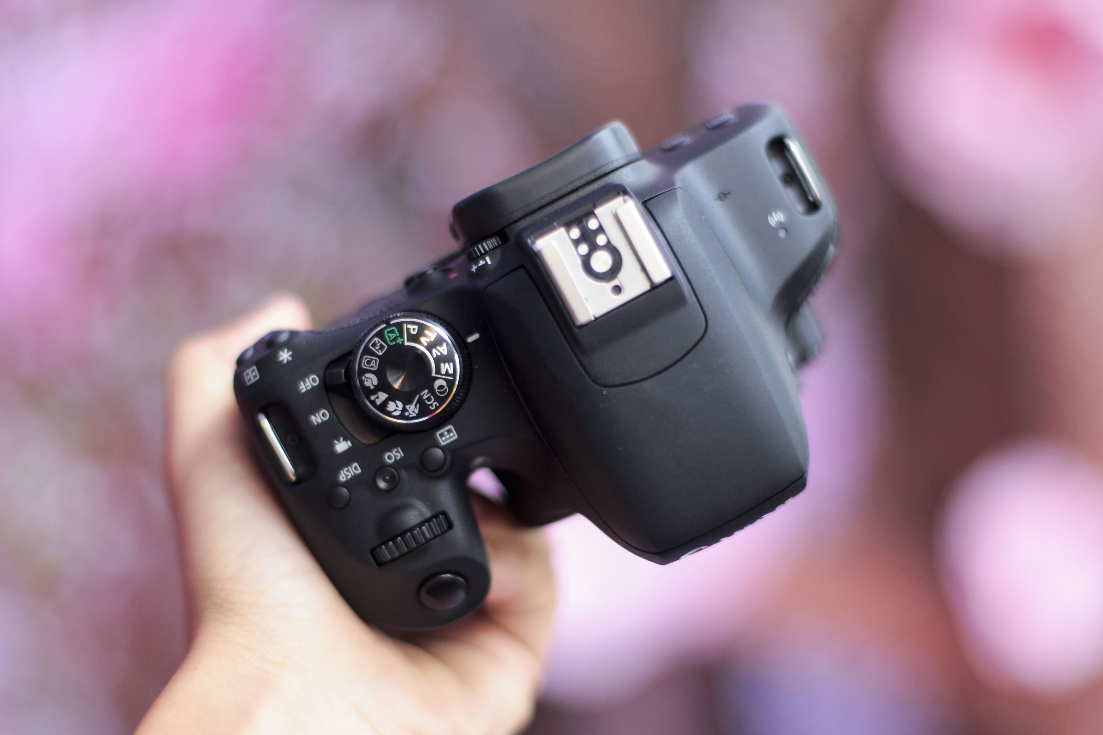 Canon EOS 800D ảnh 4 Canon EOS 800D anh 4