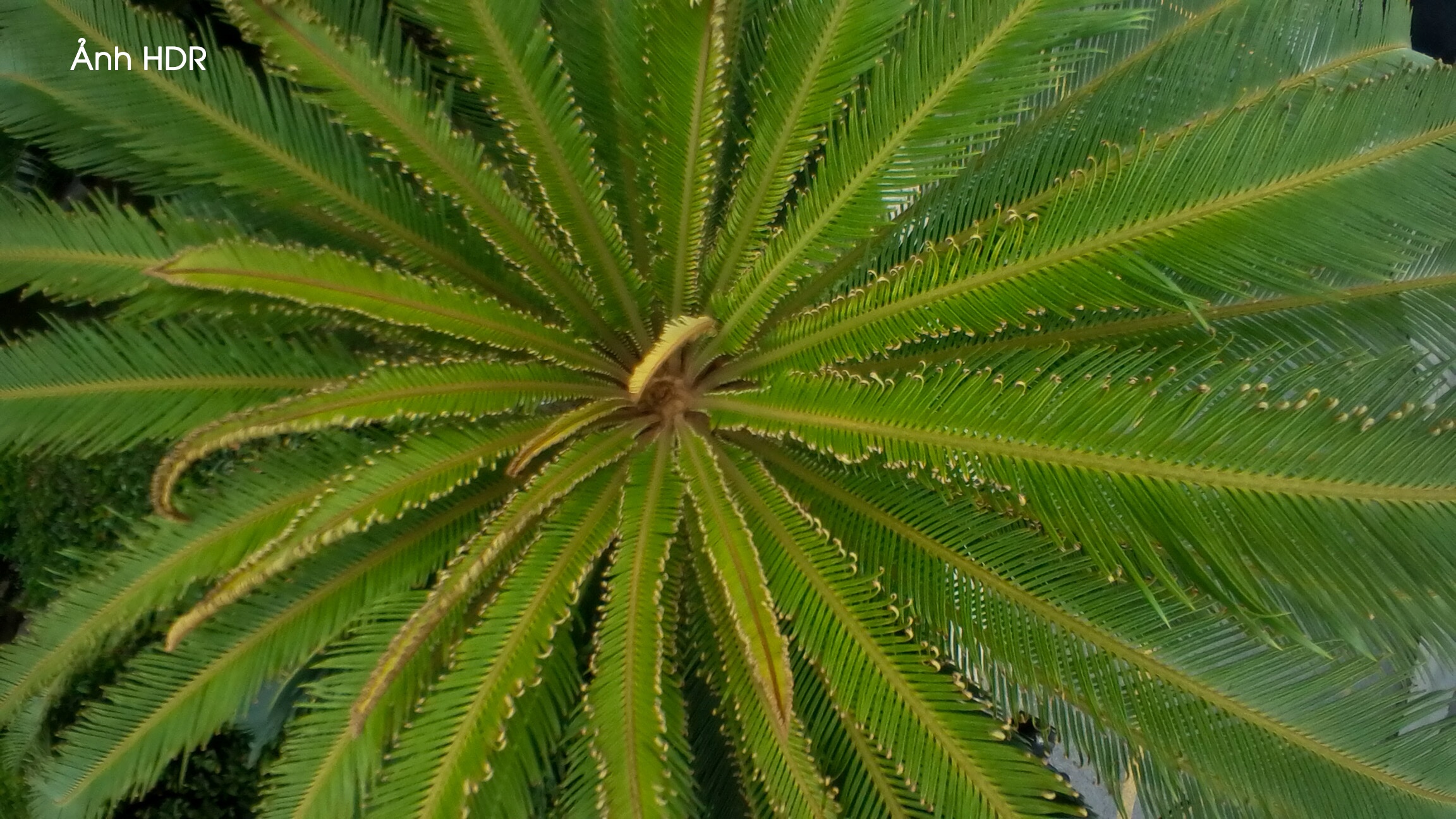 Samsung Gear 360 ảnh 15 Samsung Gear 360 anh 15