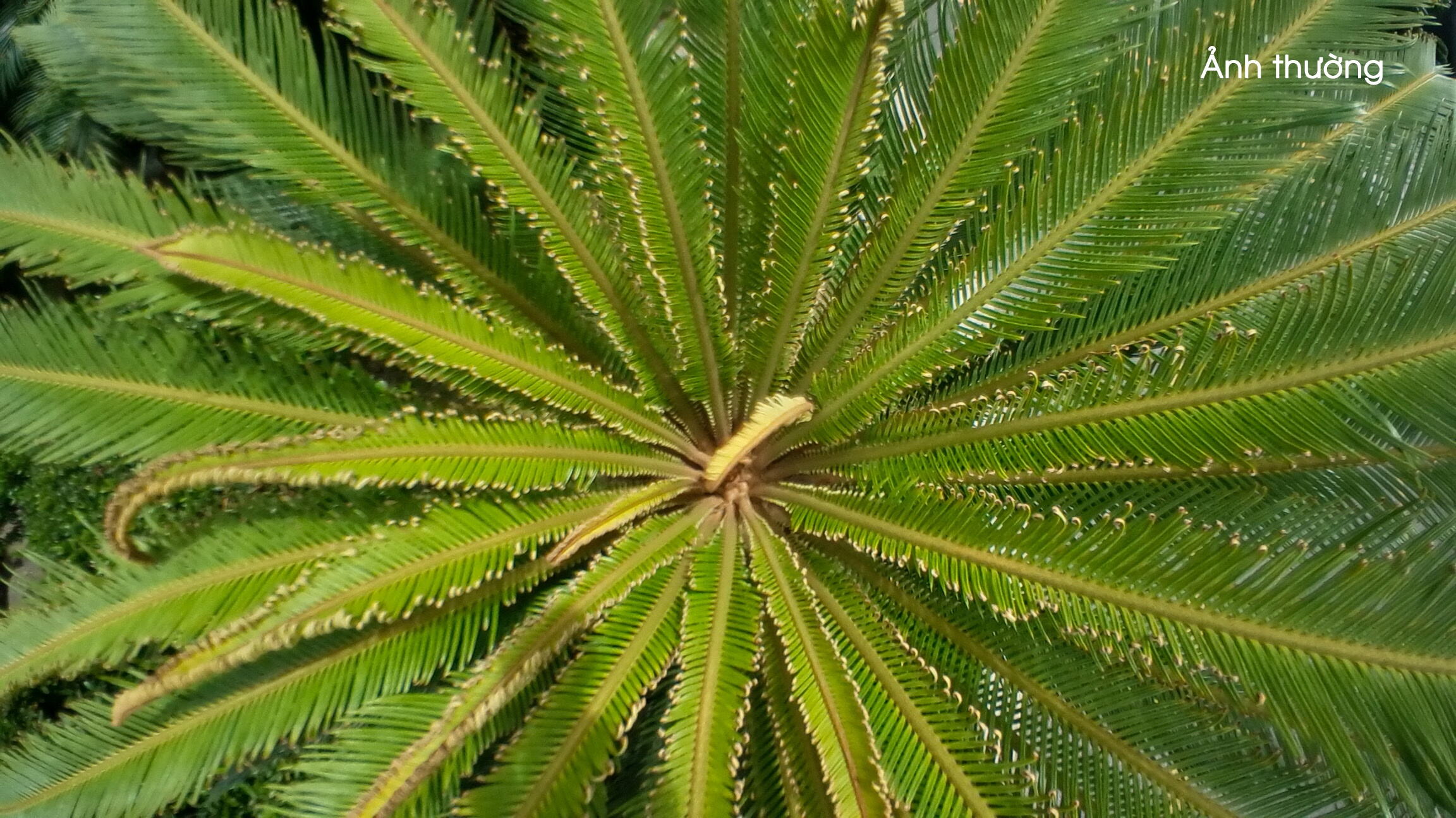 Samsung Gear 360 ảnh 16 Samsung Gear 360 anh 16