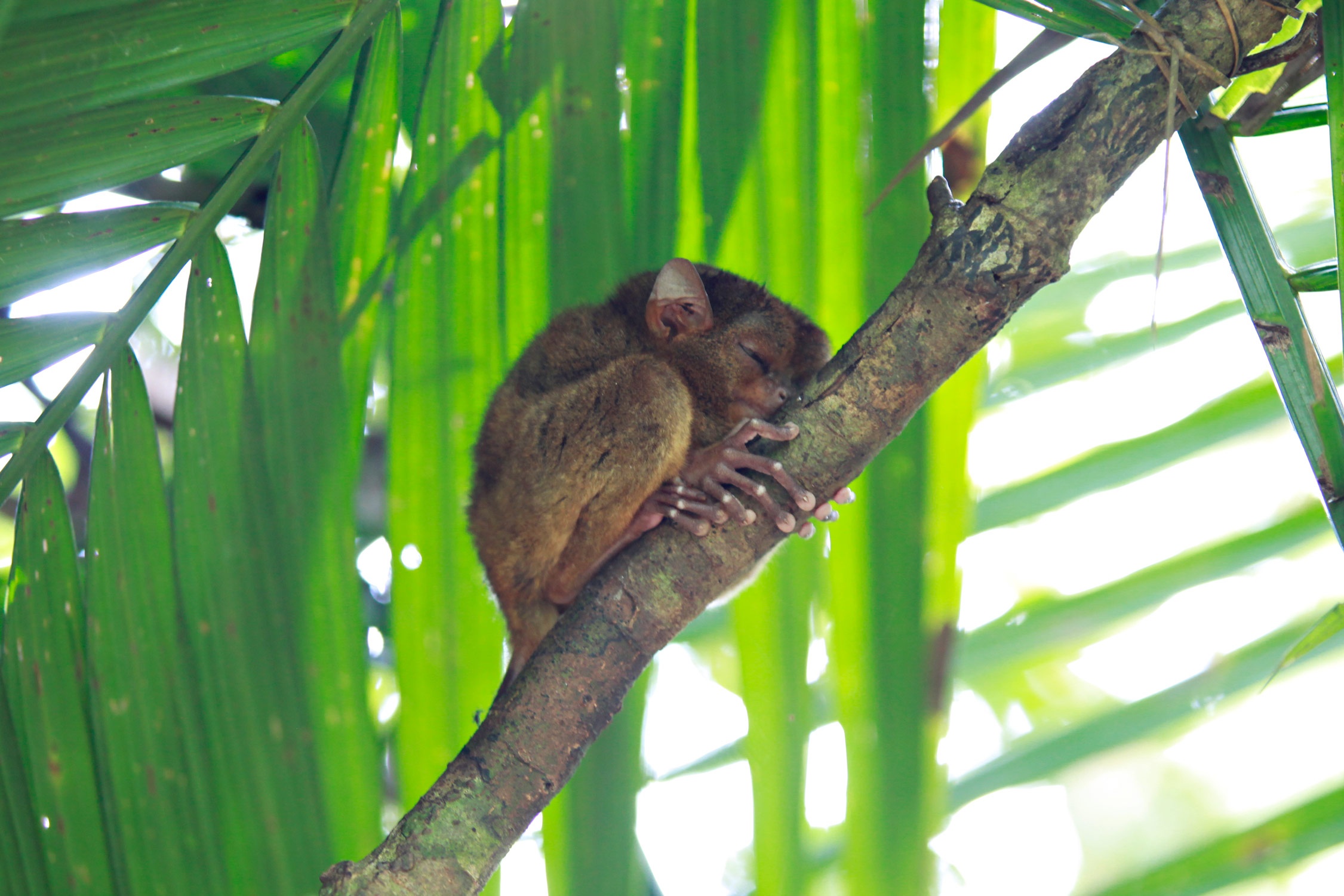 Kham pha Cebu anh 22