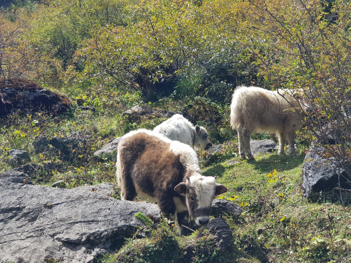 Treckking Himalaya anh 10