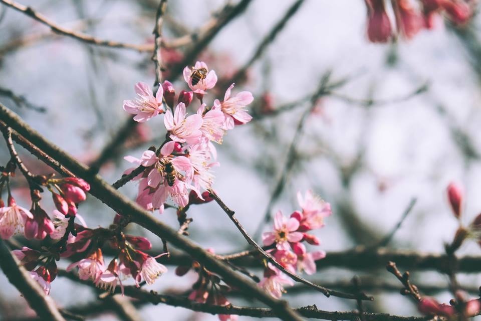 Mai anh đào Đà Lạt ảnh 2 Mai anh dao Da Lat anh 2