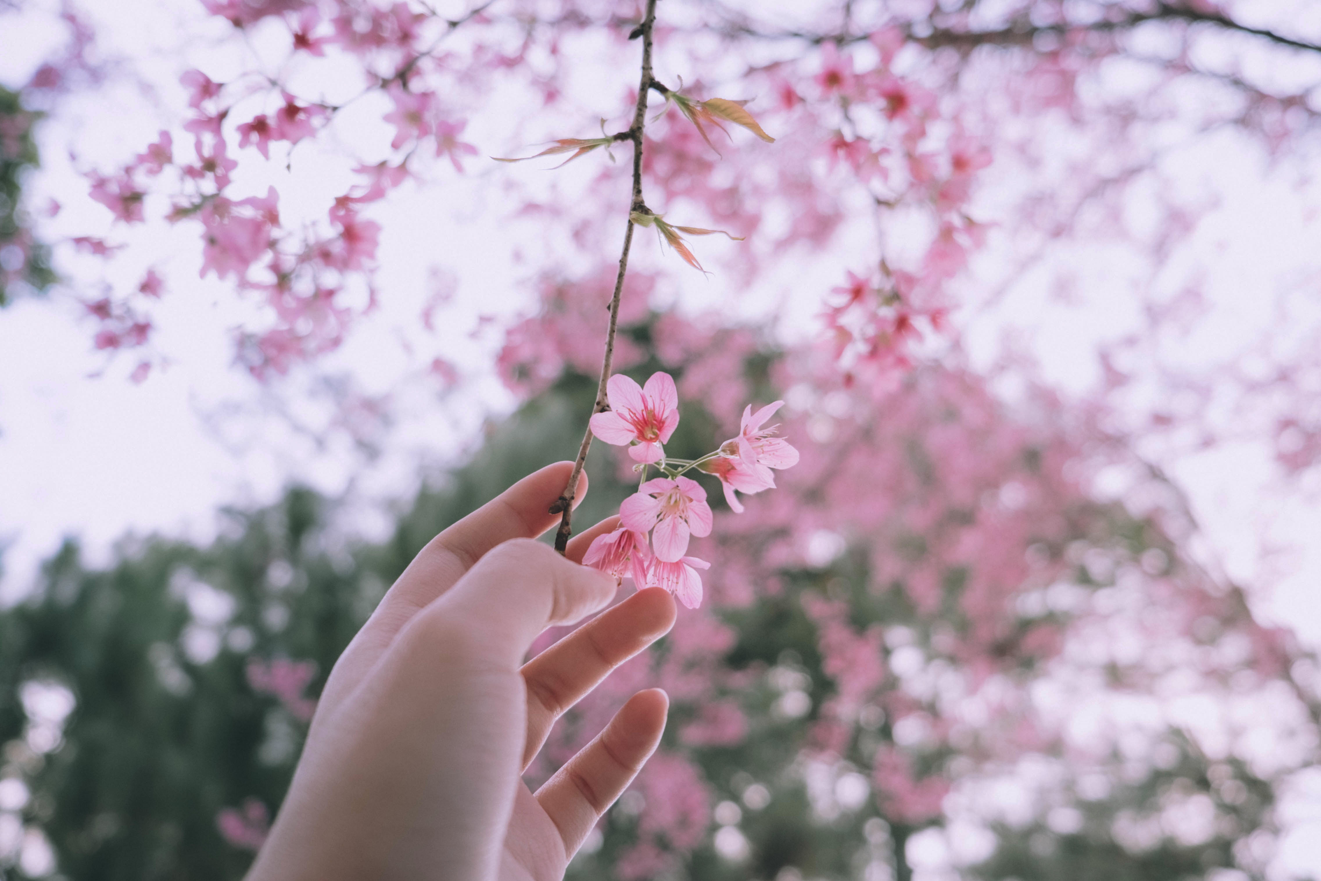 Mai anh dao no som, nhuom hong mot goc troi Da Lat hinh anh