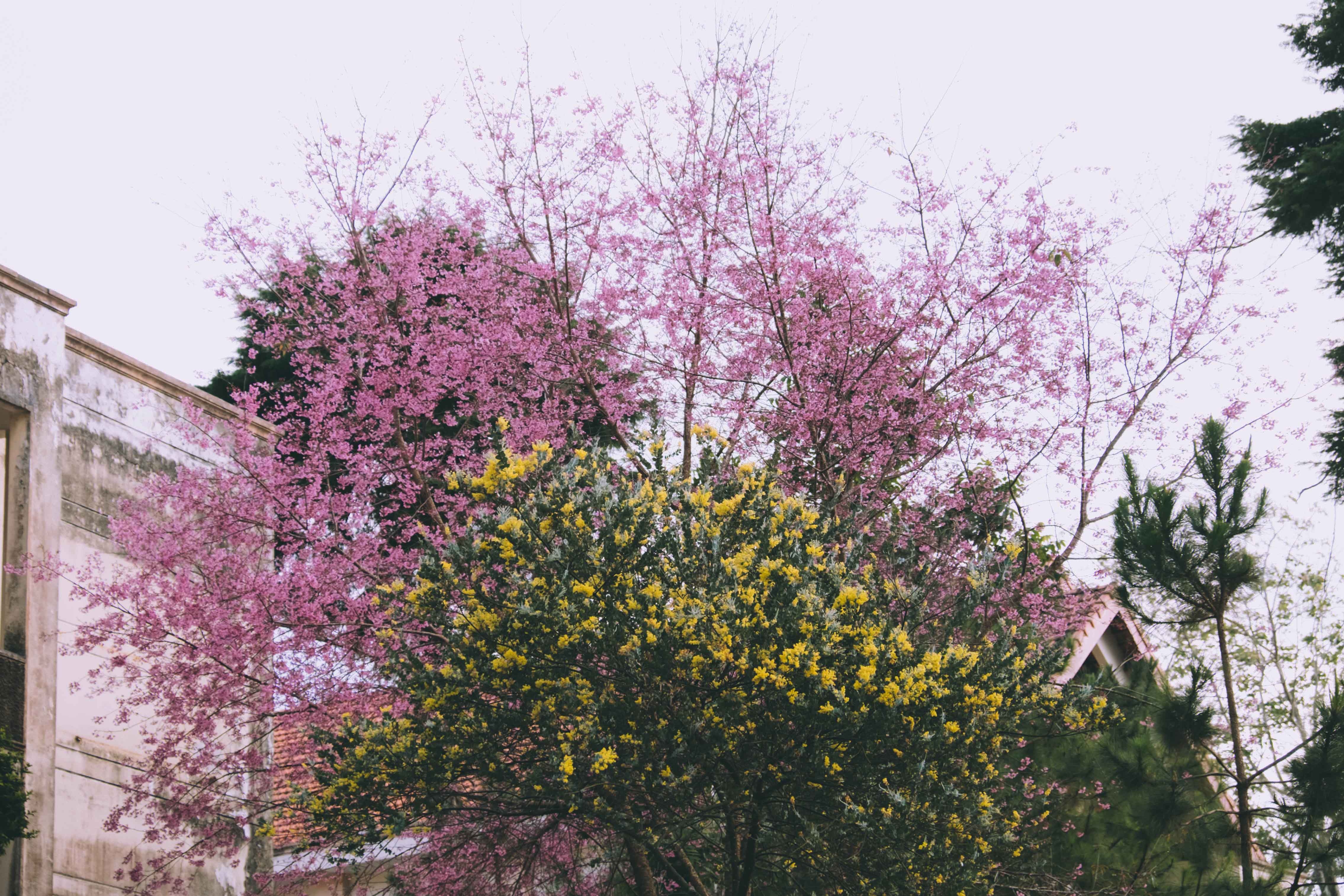 Mai anh đào Đà Lạt ảnh 1 Mai anh dao Da Lat anh 1