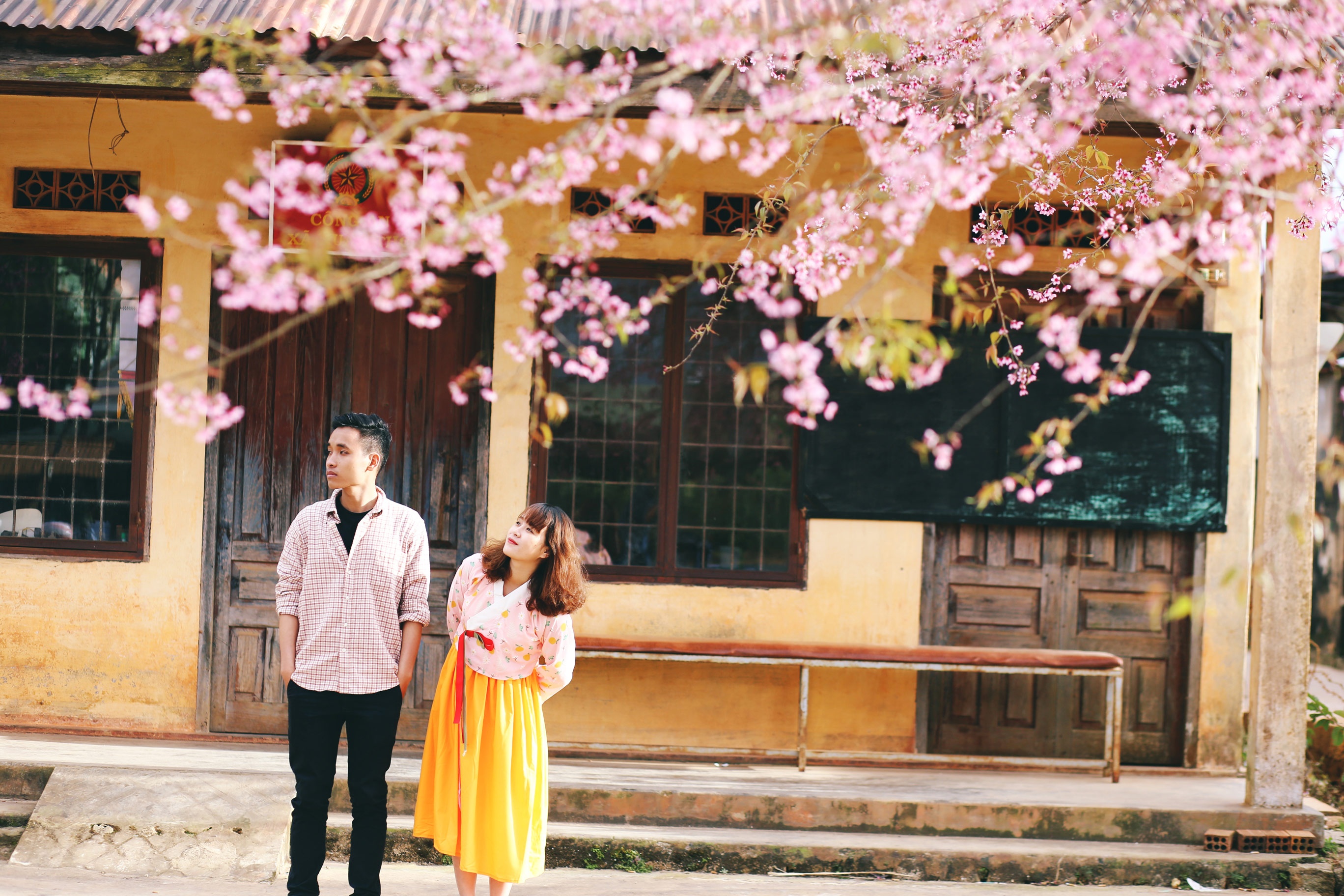 Mai anh dao Da Lat anh 5