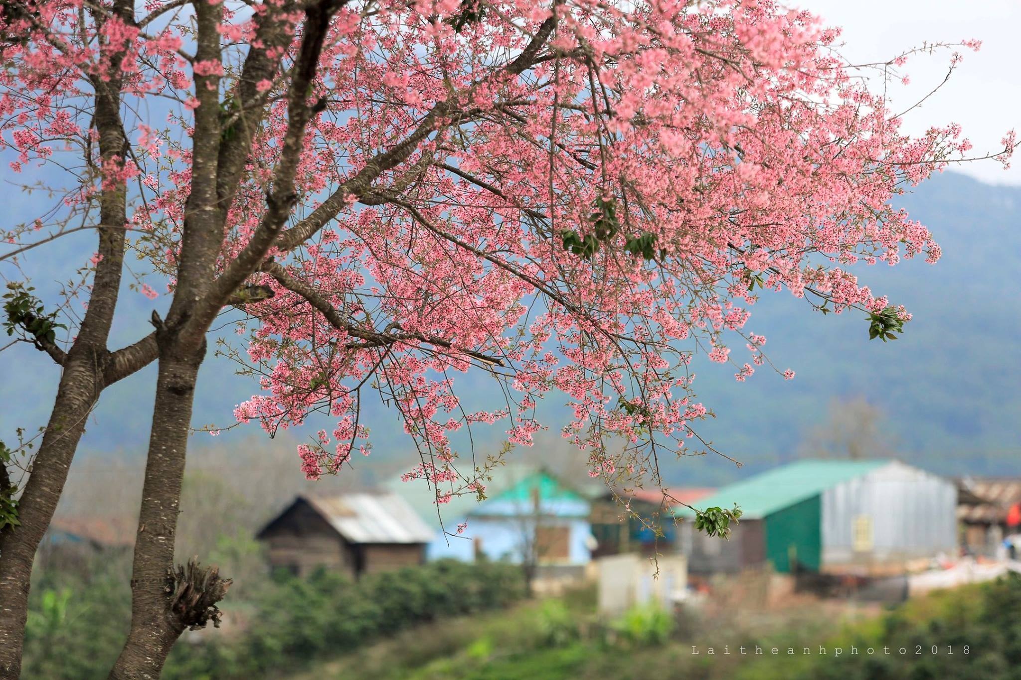 Mai anh dao Da Lat anh 13
