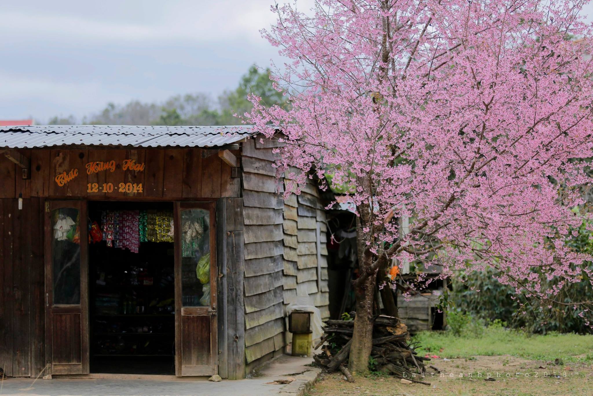 Mai anh dao Da Lat anh 7
