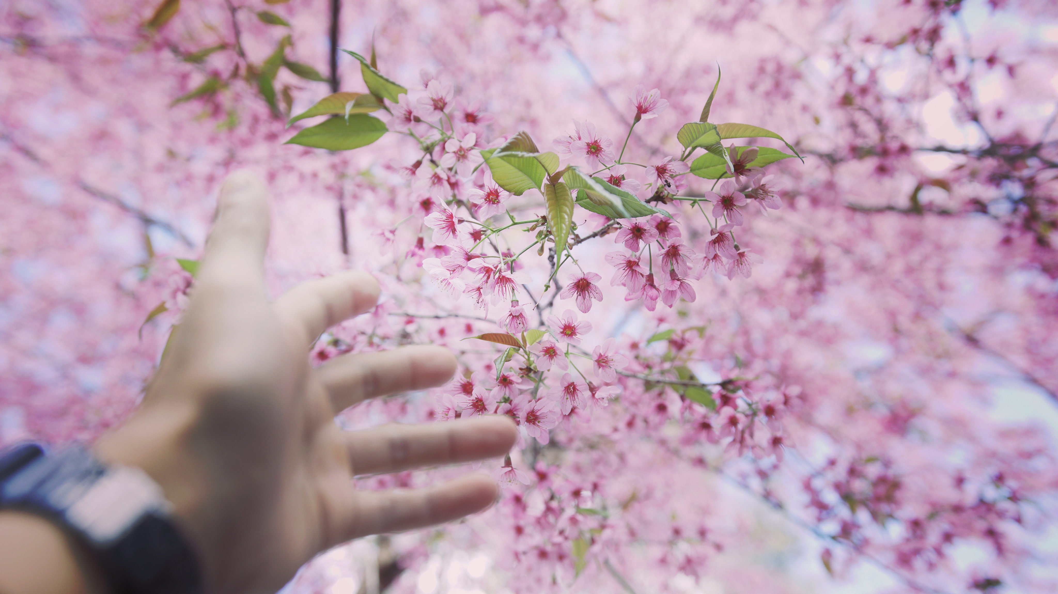 Mai anh dao Da Lat anh 10