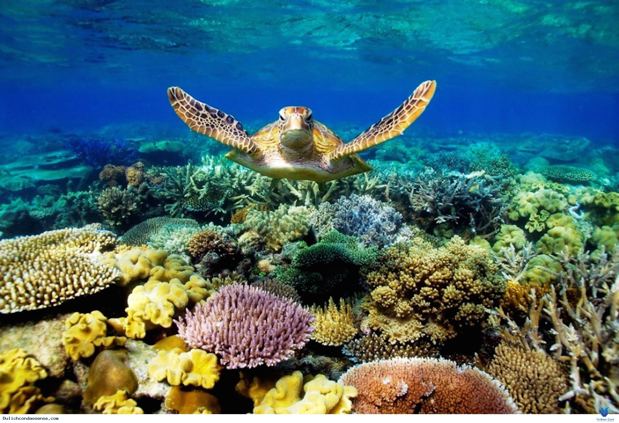 Du lich Con Dao anh 2