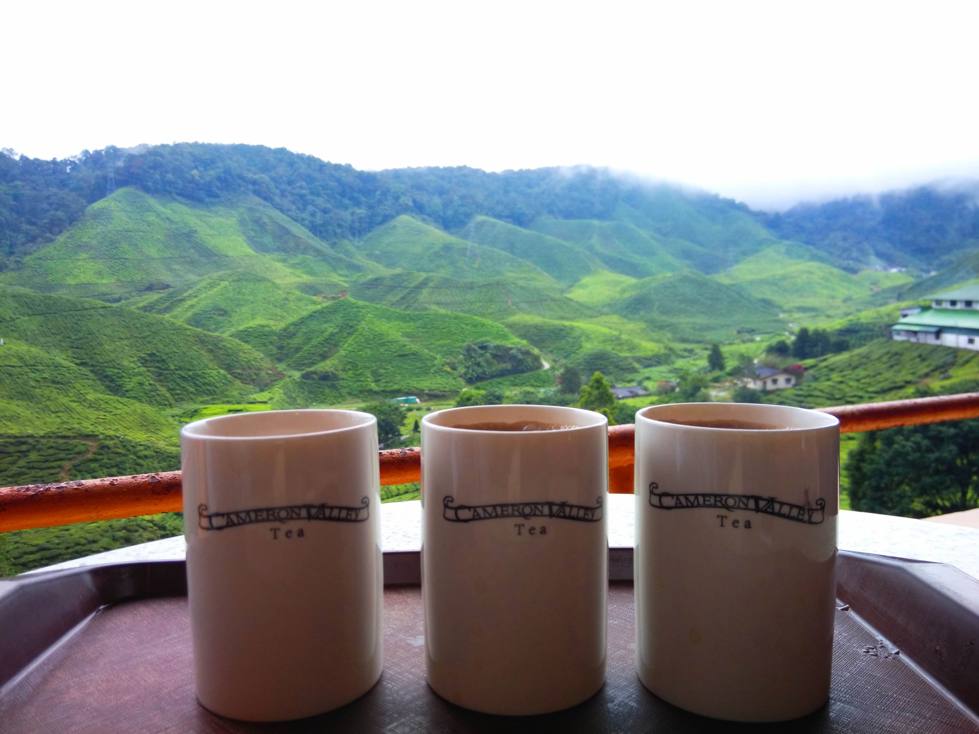 Du lich cao nguyen Cameron,  Malaysia anh 2