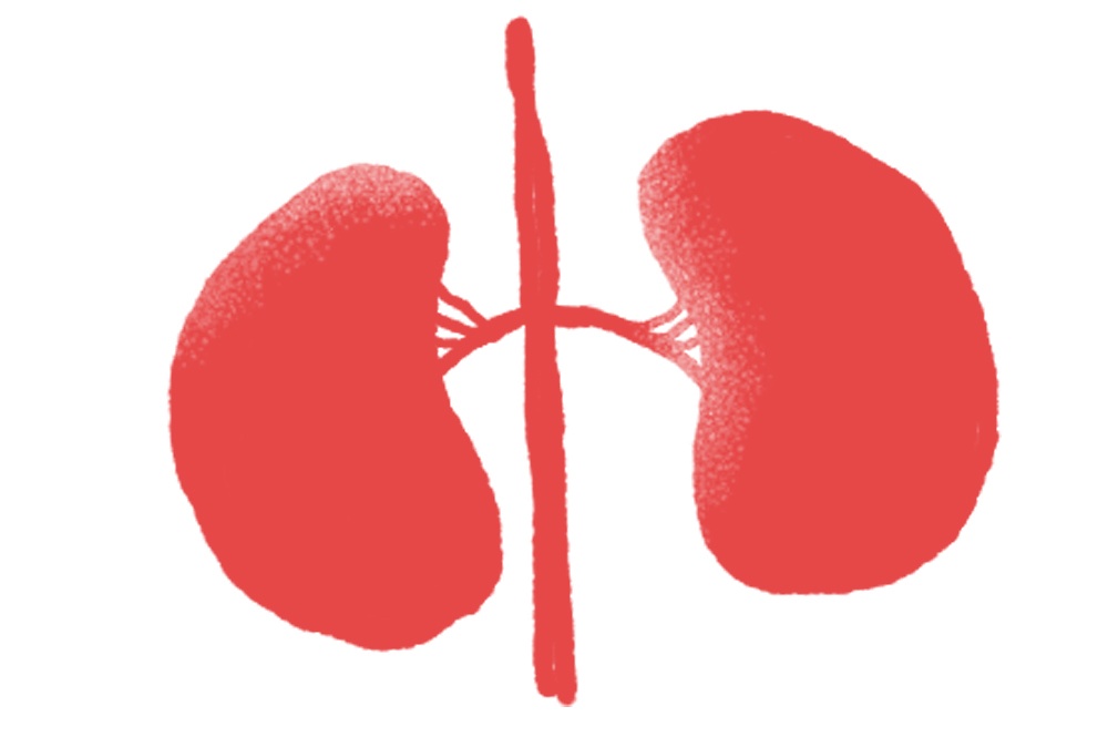 Hiến tạng, ảnh 9 Hien tang, anh 9