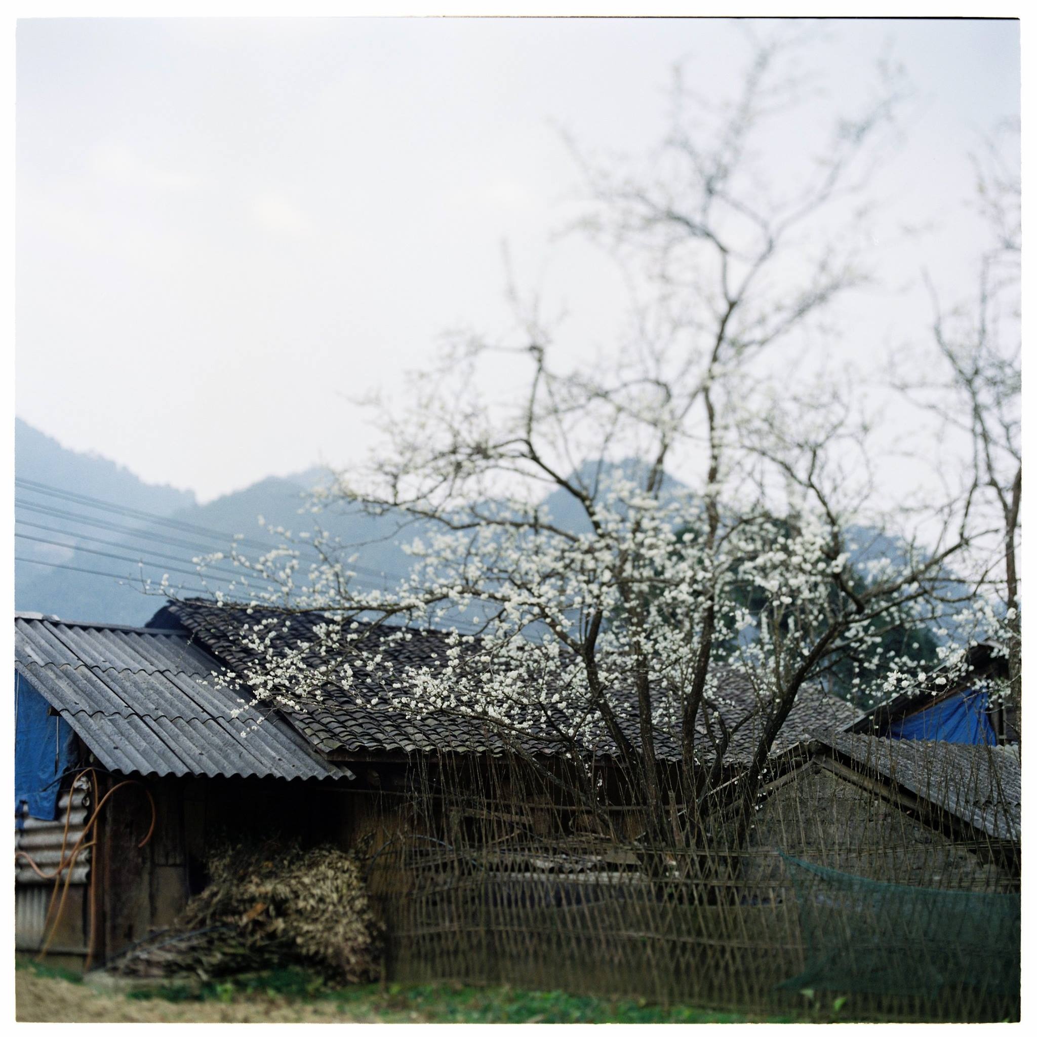 Mua xuan Tay Bac anh 9