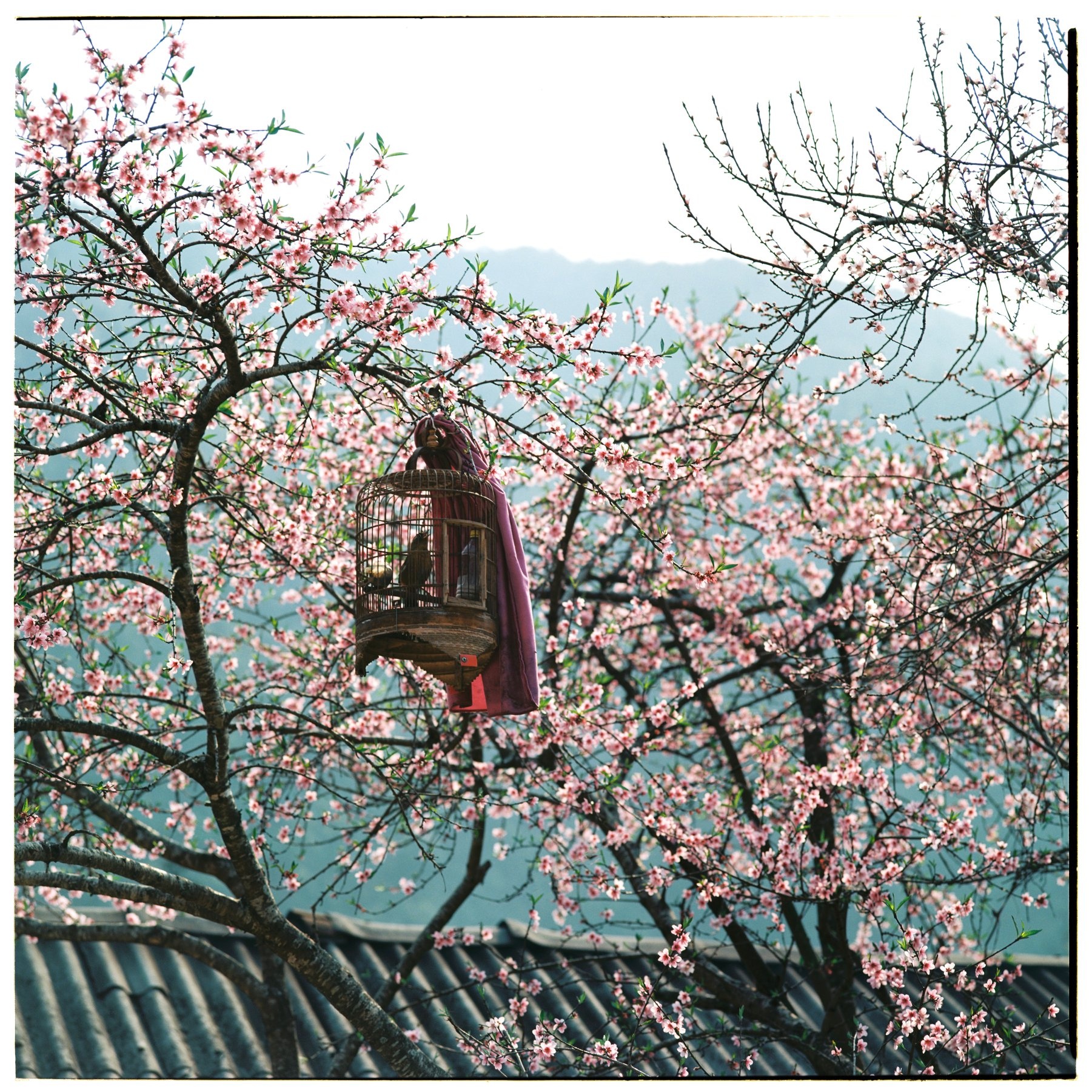 Bo anh phim tuyet dep ve cao nguyen da Ha Giang mua xuan hinh anh