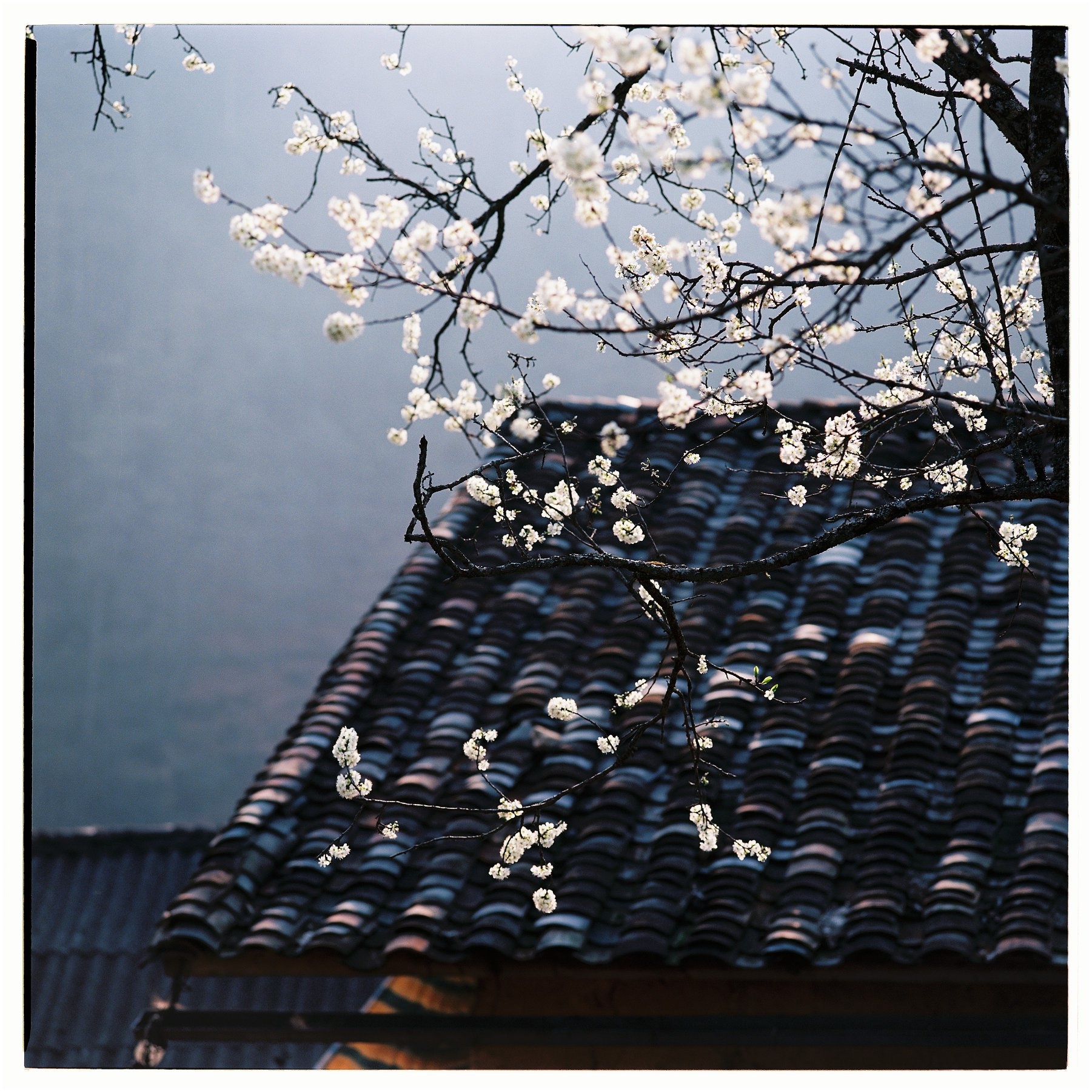 Mua xuan Tay Bac anh 6