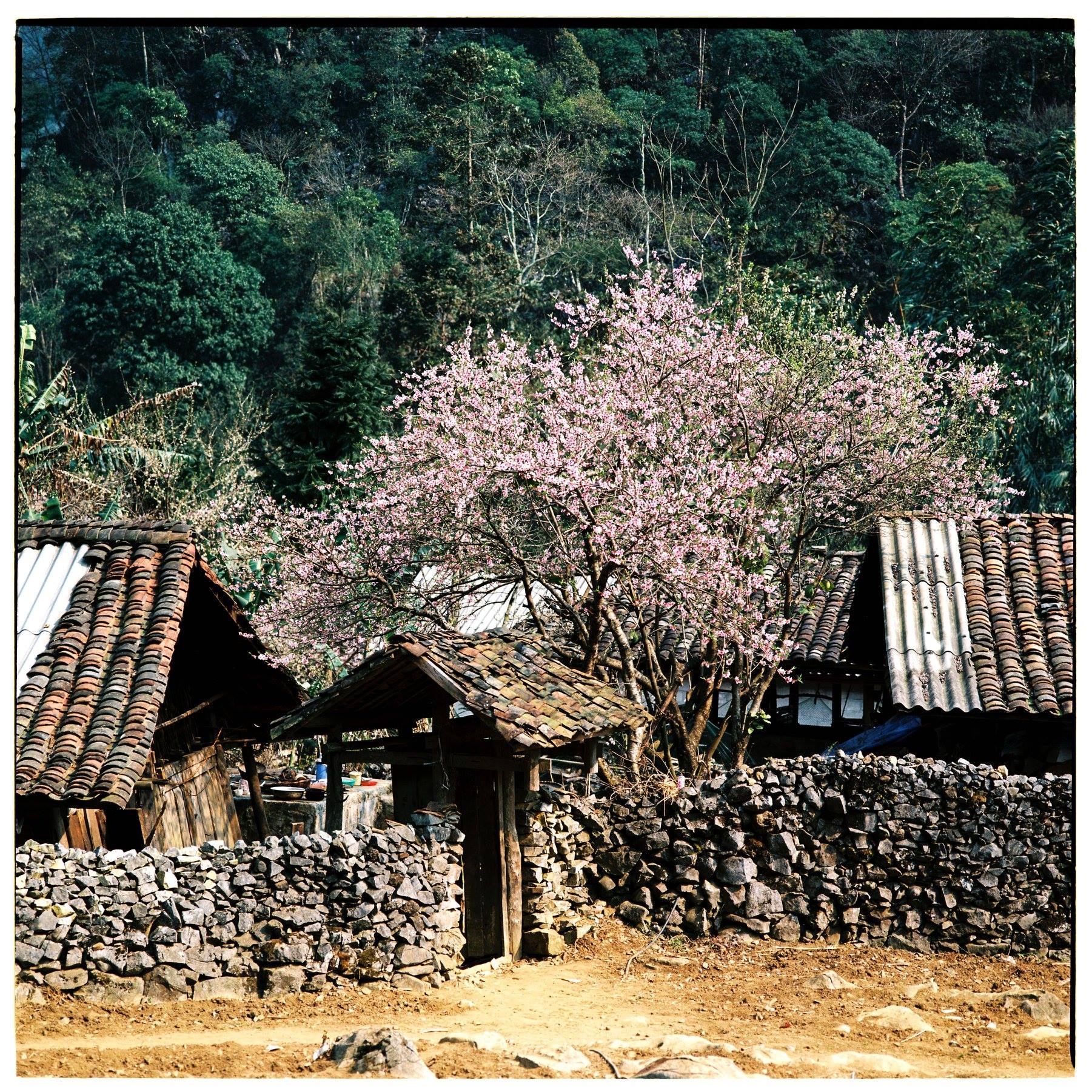 Mua xuan Tay Bac anh 4