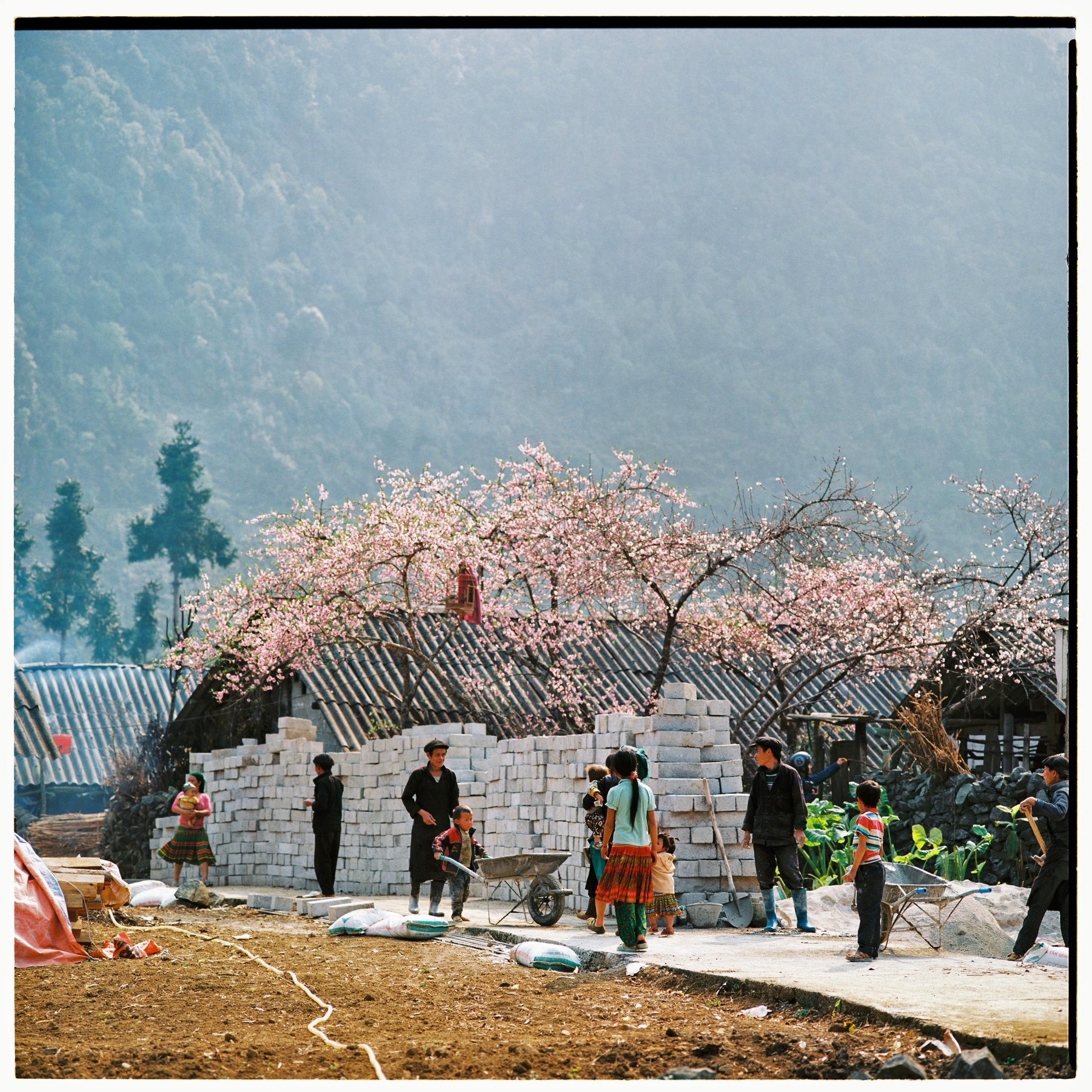 Mua xuan Tay Bac anh 12