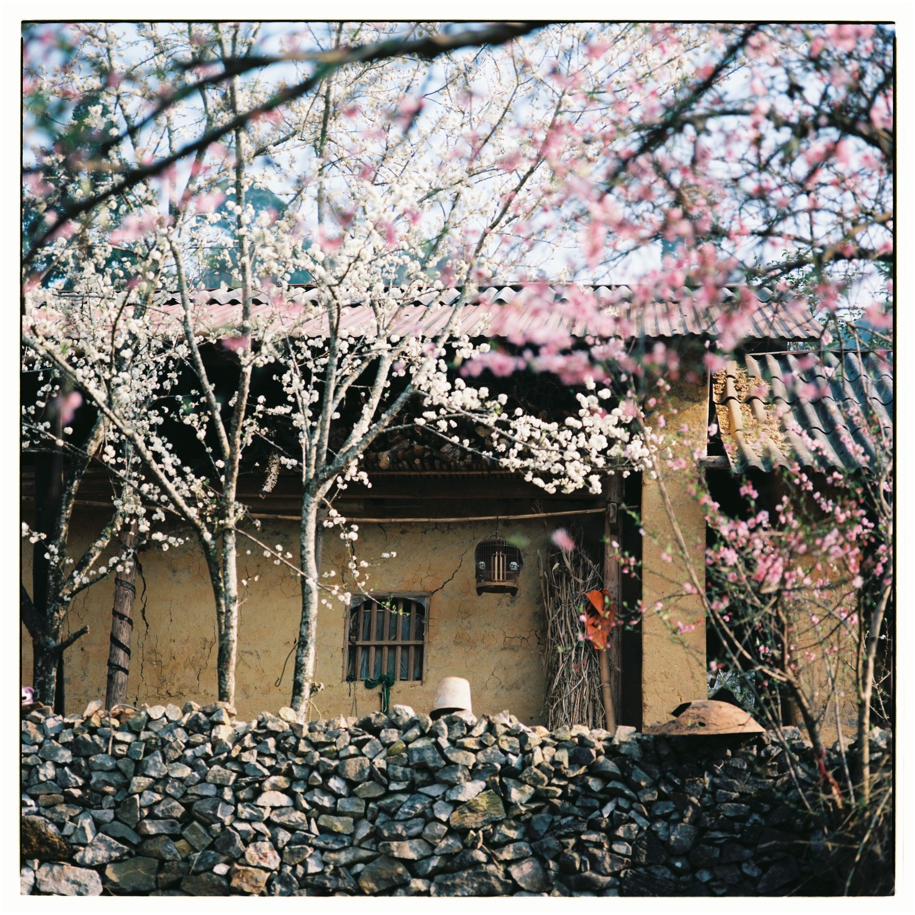 Mua xuan Tay Bac anh 13