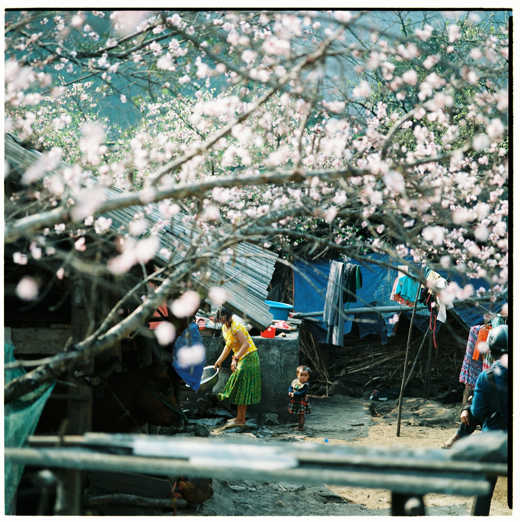 Mua xuan Tay Bac anh 5