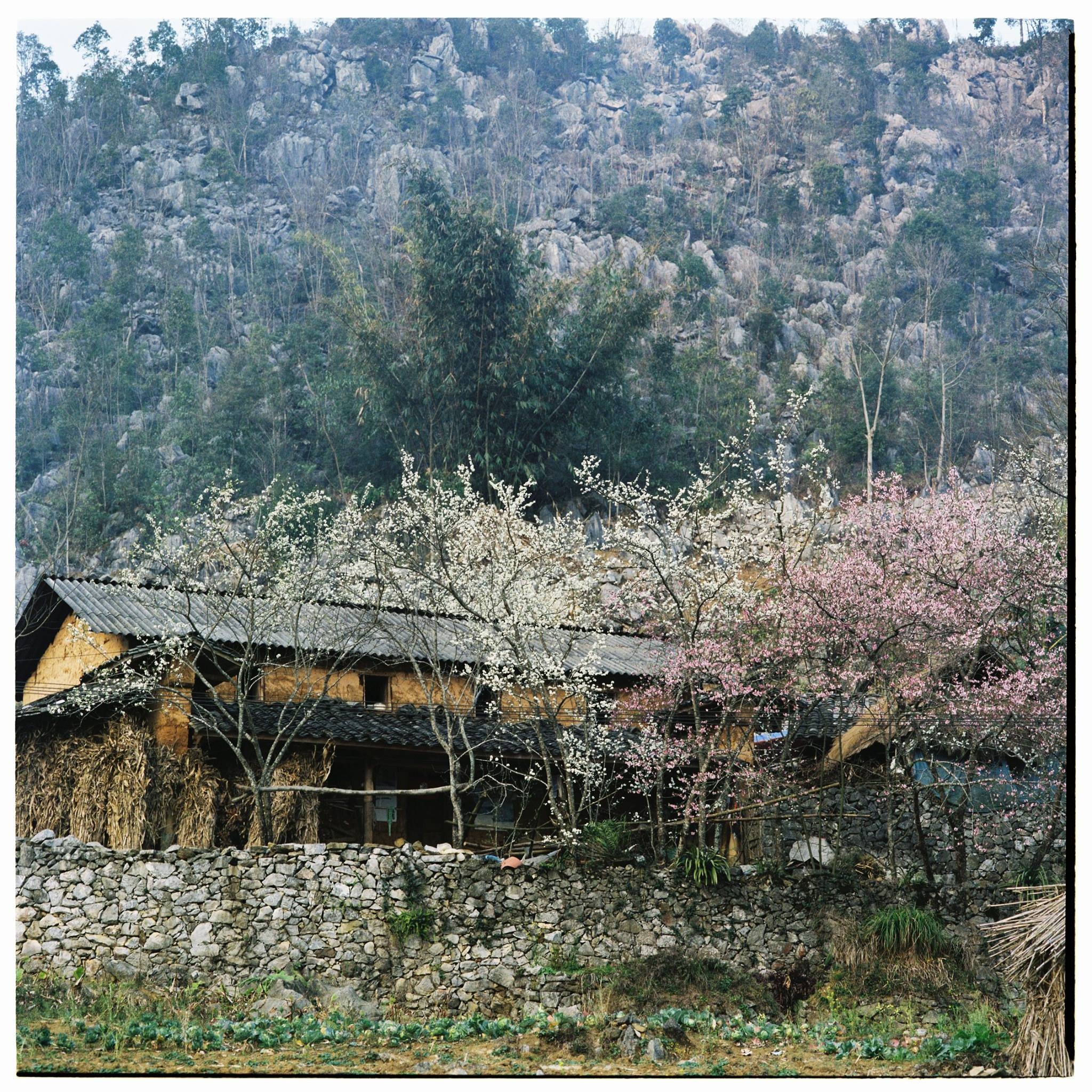 Mua xuan Tay Bac anh 10