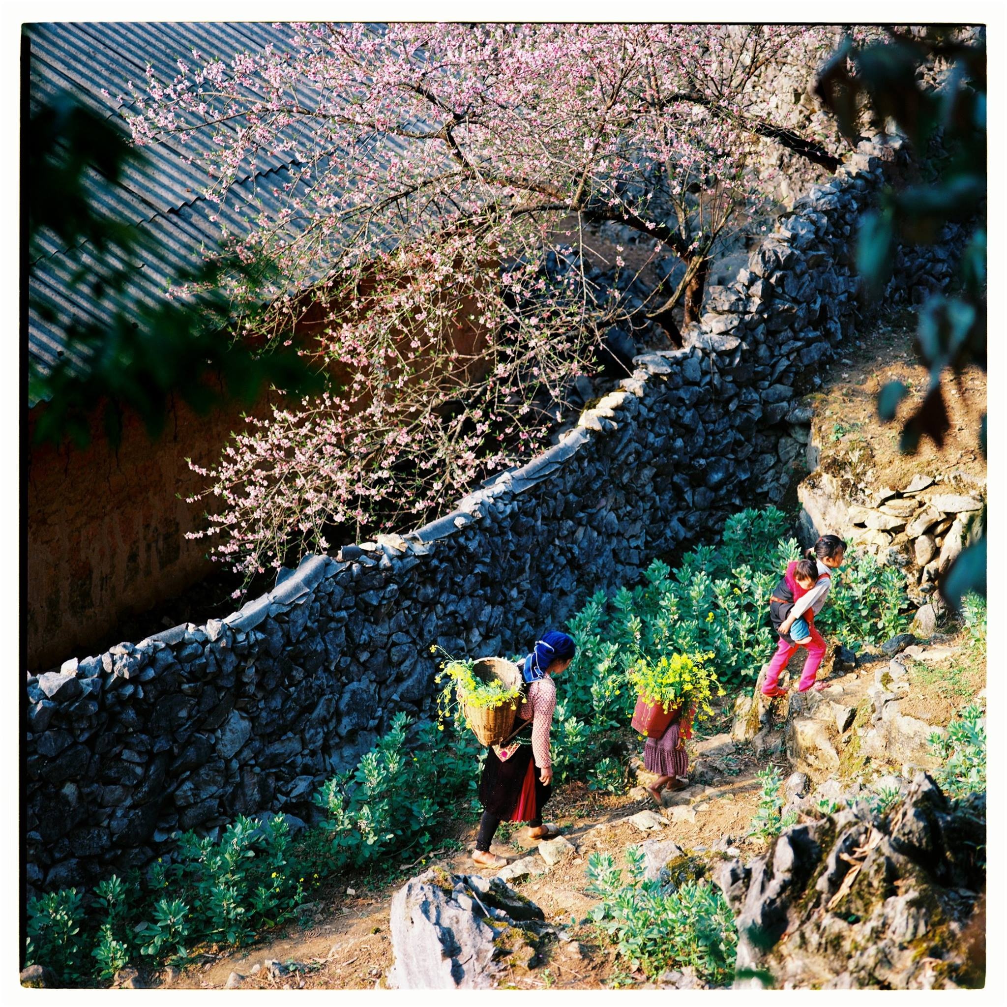 Mua xuan Tay Bac anh 11