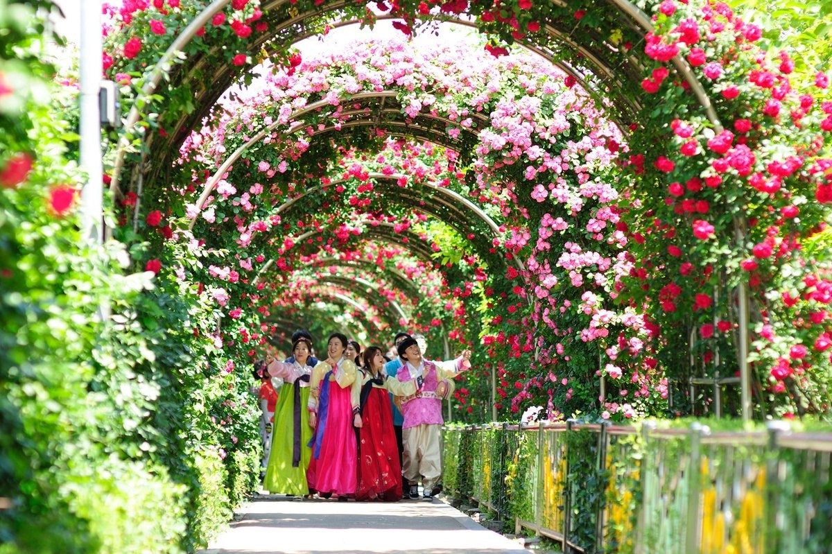 Lễ hội hoa hồng ảnh 3 Le hoi hoa hong anh 3