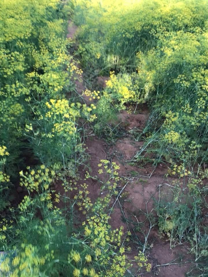 Canh dong hoa Ninh Thuan anh 4