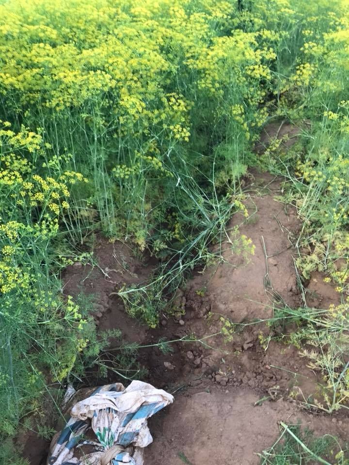 Canh dong hoa Ninh Thuan anh 5