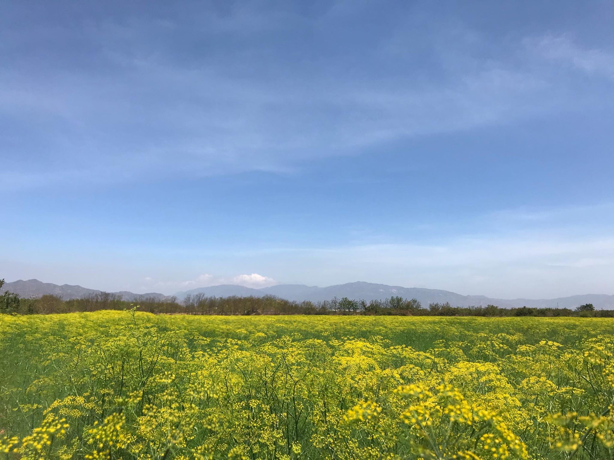 Canh dong hoa Ninh Thuan anh 1