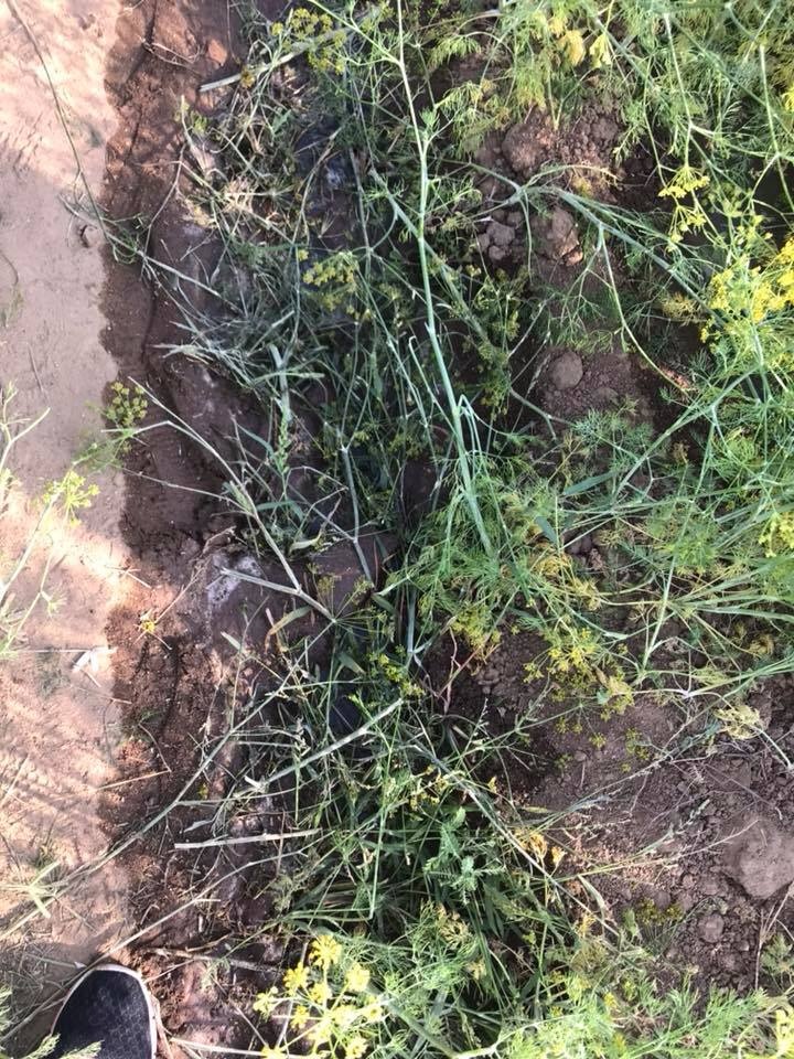 Canh dong hoa Ninh Thuan anh 6