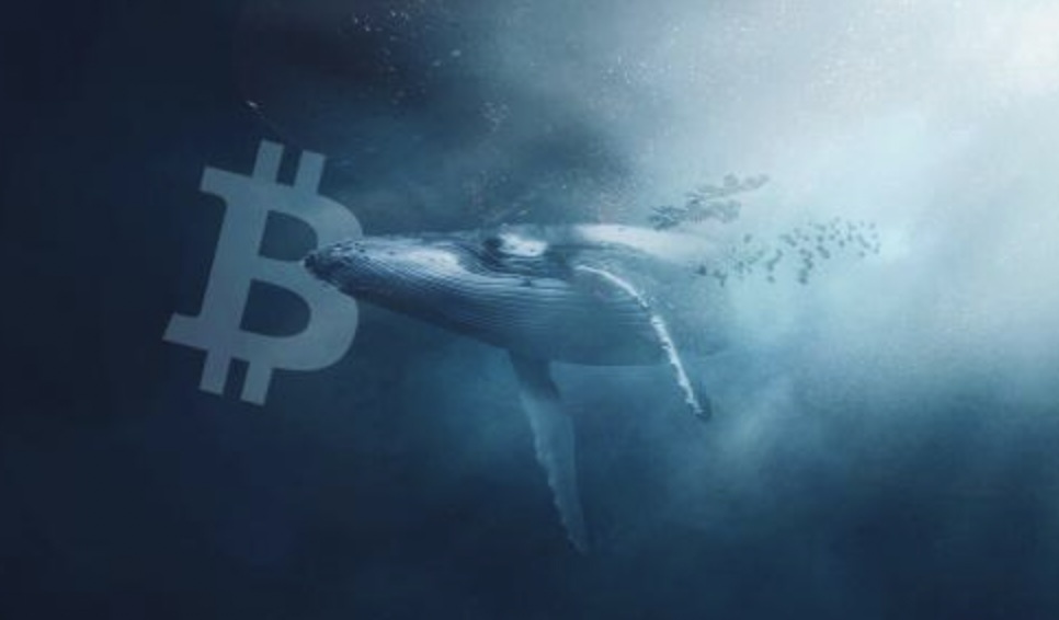 Them mot 'ca voi Bitcoin' thuc giac sau hon 7 nam khong hoat dong hinh anh